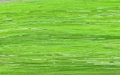 chartreuse thumbnail