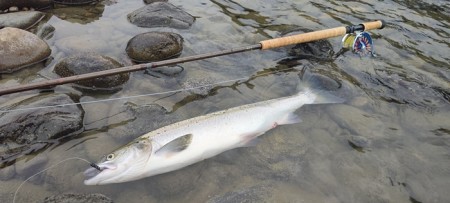 Gaula 64cm 2,5kg på TM blue 4cm! 