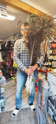 Naturlig påfugl fjær fra Lars Tranmæl! 