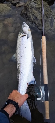 Vakker morgen på Tranmæl Uddu  i dag! 3,8kg 73cm, 2,9kg 67cm og 2,5kg 64cm alle på TM sunray brun 7cm.   