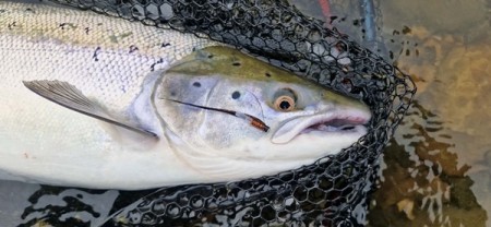 Gratulerer Bogdan to fine blanke på TM sunray brun 7cm! 71cm 3,7kg og 2,2kg 61cm