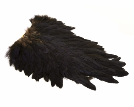 Whiting hen saddler, COQ DE LEON saddler på vei inn! 