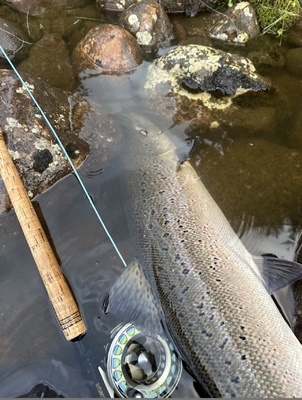 Gratulerer Erik- tre flotte laks oppe i Gaula! 9kg, 8,7kg, 2,8kg