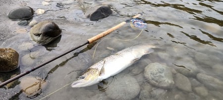 Min laks nr 19 i Gaula-  65cm 2,6kg på TM sunray brun 9cm! 