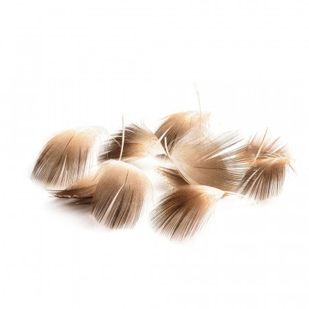 Mallard breast feathers 