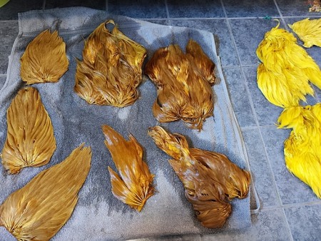 Softhackle patch og hen nakker ble farget av dirty banana