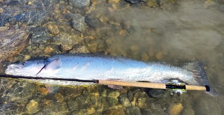 117cm 17kg laks og 115cm 15,7kg laks vant denne sesongen i vår konkurranse! Gratulerer! 