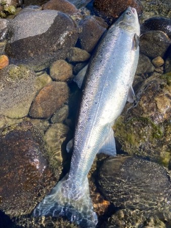 Sunray brun igjen- Gratulerer Jurek ca. 3kg 70cm, 2,5kg 65cm og 2kg 60cm alle hannlaks og C&R i dag! 