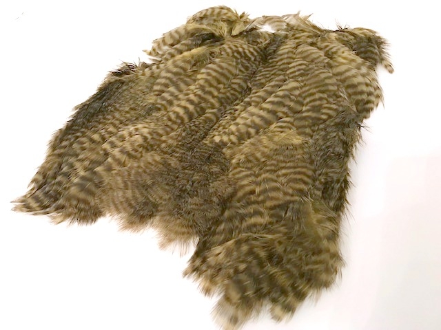 grizzly olive USA