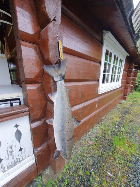 Orkla 06.21 10kg laks  kundesbilde