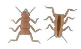 tan